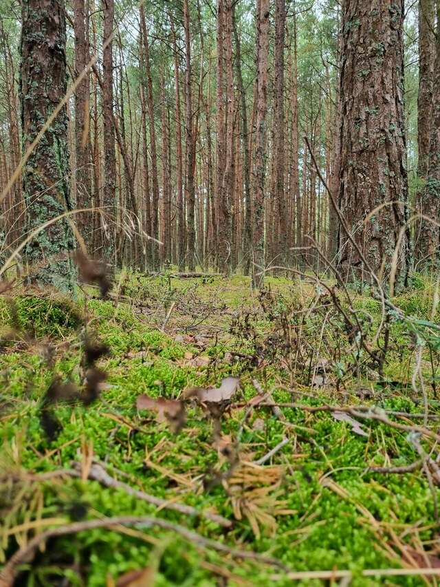 Гостиница Асгард Калининград-49